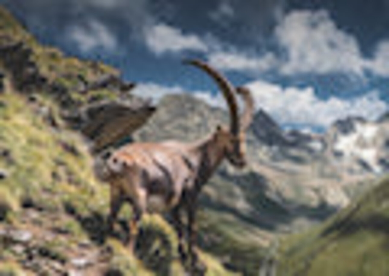 Bild Sommer3 Ferienhaus Inge Bild Sommer3 Ferienhaus Inge